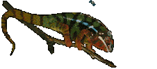 lizard STICKER