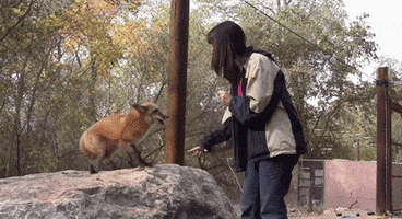 fox GIF