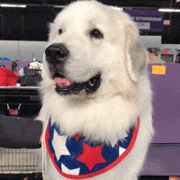 westminster dog show dogs GIF by Westminster Kennel Club