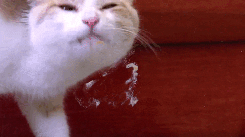 bestfriends giphygifmaker cat cute lick GIF
