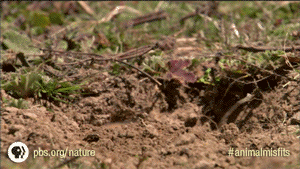 Groundhog Day GIF by Nature on PBS