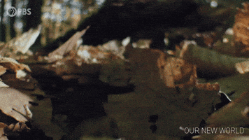 Episode 2 What GIF by PBS