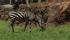 Atlanta Atl GIF by ZooATL