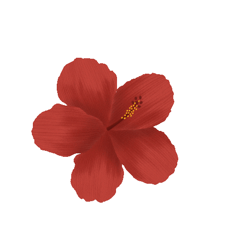 thecolorstrokes giphyupload hibiscus thecolorstrokes red hibiscus Sticker