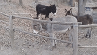Clever Donkeys Use Teamwork to Overcome Barrier