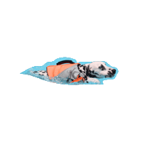 Sera Sticker