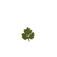 HO66 vegan plant leaf grow Sticker