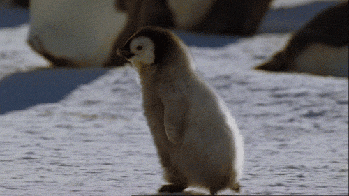 penguins cute animals GIF