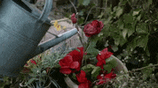 rose bellows GIF by Topshelf Records