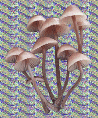 cypola trippy 90s vhs shrooms GIF
