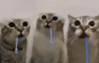 Cat Car GIF