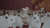 Koreantaghalloween GIF