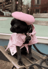 ouionestudio paris pug cute dog oui GIF