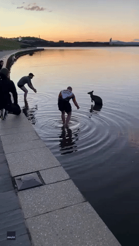 Men Rescue Kangaroo Stranded in Canberra Lake