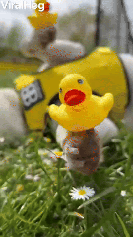 Puppy Sleeps With Rubber Ducks on its Paws