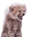 Yas Roar Sticker by Discovery