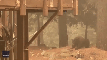 Bear Surrounded by Caldor Fire Smoke in Strawberry, California