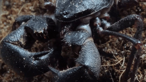 Spider Crab GIF by PBS Digital Studios