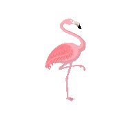 Flamingo Sticker by Hotel Belmont