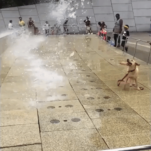 Adorable Dog Chases Fountain at Brooklyn Museum