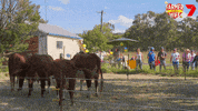 Happy Horse GIF by Channel 7