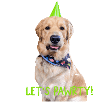 Golden Retriever Party Sticker