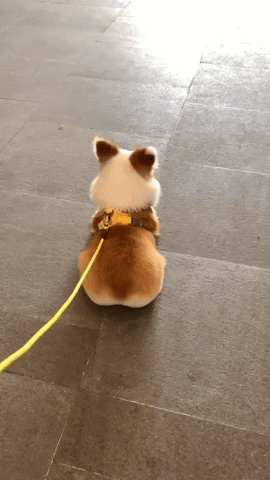 cuteanimalland giphyupload GIF
