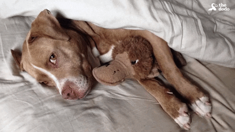 Dog Snuggling GIF by The Dodo