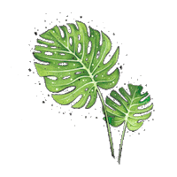 art__nikl plant plants monstera растение Sticker