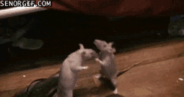 rat dancing GIF by Cheezburger