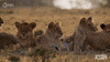 Episode 2 Cats GIF by PBS