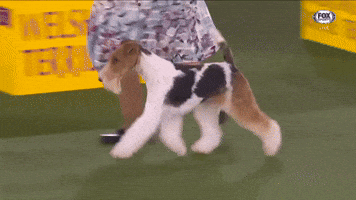 Wire Fox Terrier