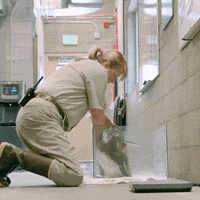 sandiegozoo funny lol penguin walk GIF