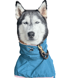 unimpressedhusky unimpressedhusky huskyjuno Sticker