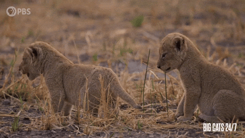 Season 2 Twins GIF by PBS