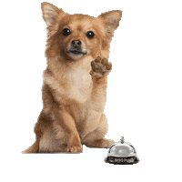 dog hello Sticker by MISO PUP