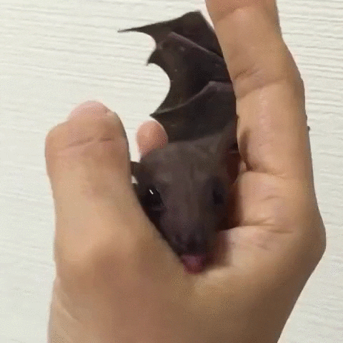 bat caretaker GIF