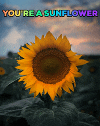 surbhikaushik flower yellow sunny sunflower GIF
