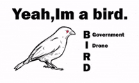Bird GIF