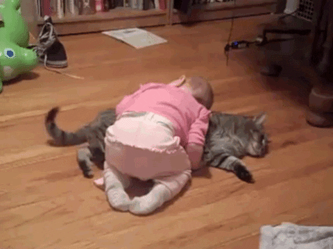 Video gif. Baby leans over on her knees and lays her body over a gray cat that is laying flat on its side. The cat wags its tail like its a bit annoyed.