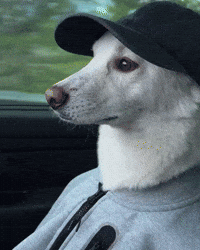 Jindo GIF
