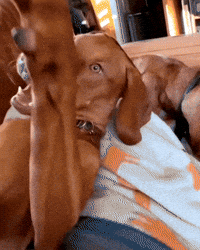 Confused No Way GIF