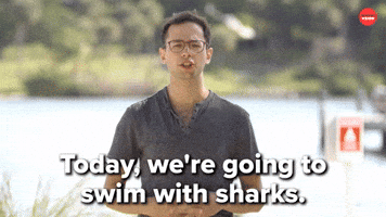 Swim with sharks