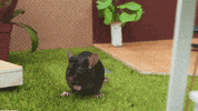 Souris GIF by CANAL+
