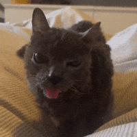 Cat Kitty GIF