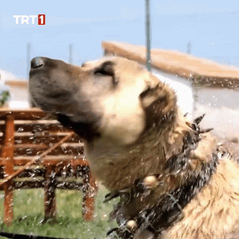 Dog Summer GIF by TRT