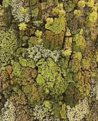 trippy aerial view tree tops GIF