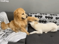 Puppy Playfully Gnaws on Paw