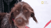 doggie winter wonderland pupparazzi GIF by Nat Geo Wild