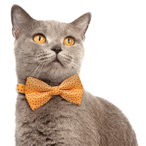 Cat Dog Sticker by Amanova Pet Food
